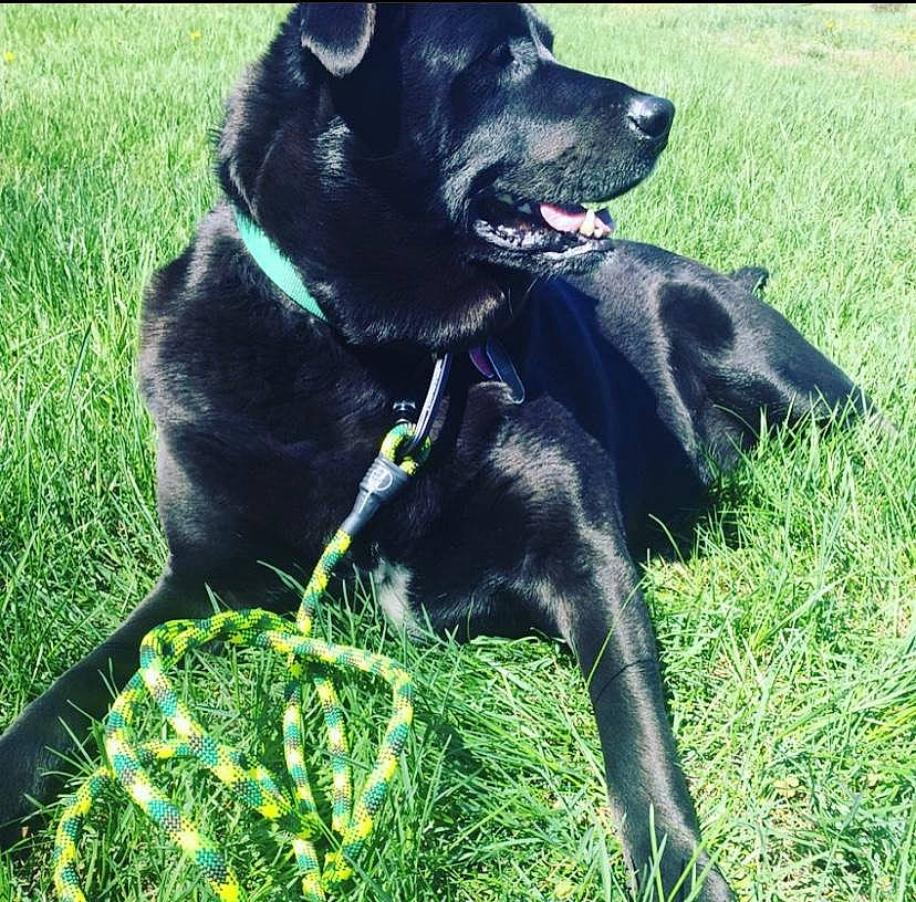 Blue' Henson joined the competition — help win amazing prizes! borador, carnivore, collar, companion_dog, dog, dog_breed, dog_collar, fur, grass, grassland, green, gun_dog, hunting_dog, plant, retriever, sporting_group, tail, working_animal, working_dog