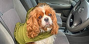 Hazel joined the competition — help win amazing prizes! dog, cavalier_king_charles_spaniel, pet, car, car_interior, seat, jacket, green_jacket, window, steering_wheel, dashboard, side_mirror, fur, cute, animal, companion, indoor, looking_up, front_seat, canine