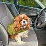 dog, cavalier_king_charles_spaniel, pet, car, car_interior, seat, jacket, green_jacket, window, steering_wheel, dashboard, side_mirror, fur, cute, animal, companion, indoor, looking_up, front_seat, canine