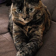 Harper joined the competition — help win amazing prizes! animal, cat, companion, couch, cozy, crossed_paws, cute, domestic_animal, feline, fur, furniture, indoor, living_room, mammal, pet, portrait, relaxed, resting, sleepy, tortoiseshell_cat