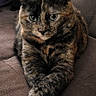 animal, cat, companion, couch, cozy, crossed_paws, cute, domestic_animal, feline, fur, furniture, indoor, living_room, mammal, pet, portrait, relaxed, resting, sleepy, tortoiseshell_cat