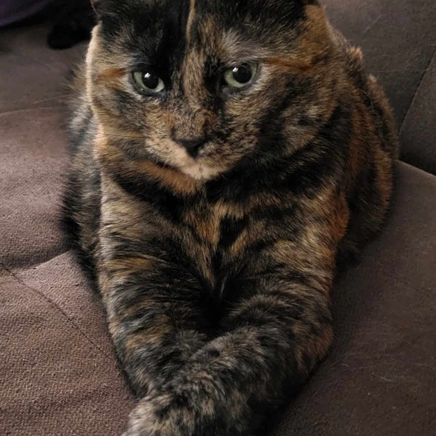 Harper