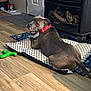 Diesel is registered to the contest to win money with this photo: dog, pet_bed, collar, living_room, flooring, toy, stove, door, rug, shoes, mat, wood_floor, relaxing, indoor, canine, home, comfort, resting, grey_dog, red_collar