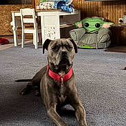 Diesel joined the competition — help win amazing prizes! dog, gray_dog, red_collar, carpet, indoor, furniture, table, chair, blanket, plush_chair, wooden_wall, living_room, pet, animal, floor, relaxed, cute, home, cozy, domestic