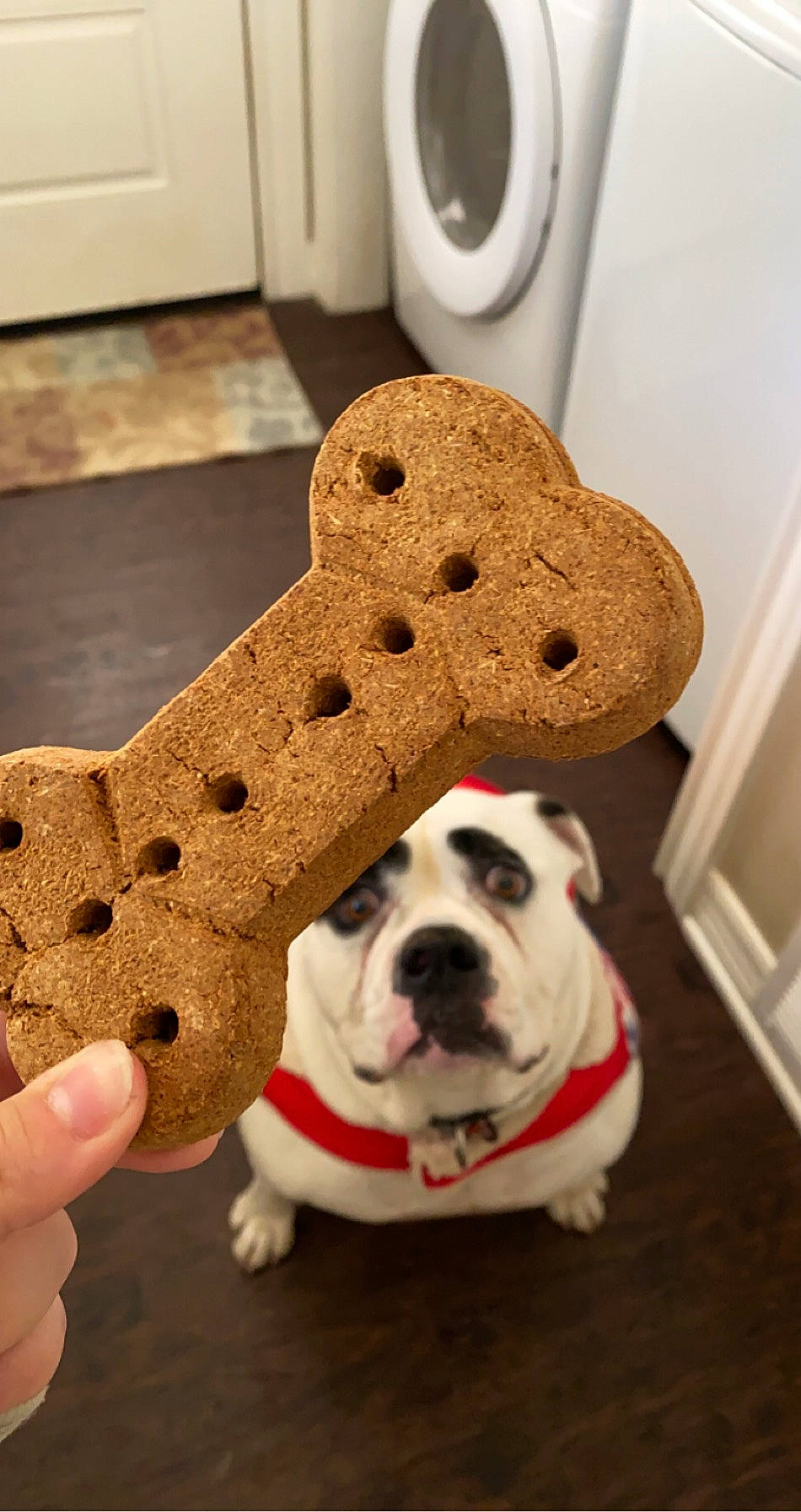 Marley joined the competition — help win amazing prizes! cabinetry, canidae, carmine, carnivore, collar, companion_dog, dog, dog_breed, dog_clothes, fawn, flooring, fur, leash, pet_supply, plush, snout, sporting_group, stuffed_toy, toy, wood