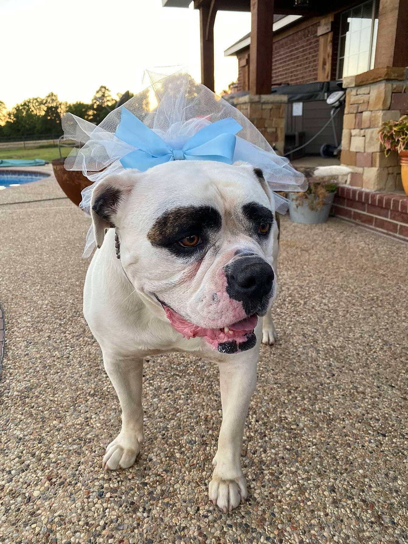 Marley joined the competition — help win amazing prizes! bulldog, canidae, carnivore, companion_dog, dog, dog_breed, fawn, flowerpot, grass, houseplant, non_sporting_group, plant, sky, snout, sporting_group, working_animal, working_dog, wrinkle