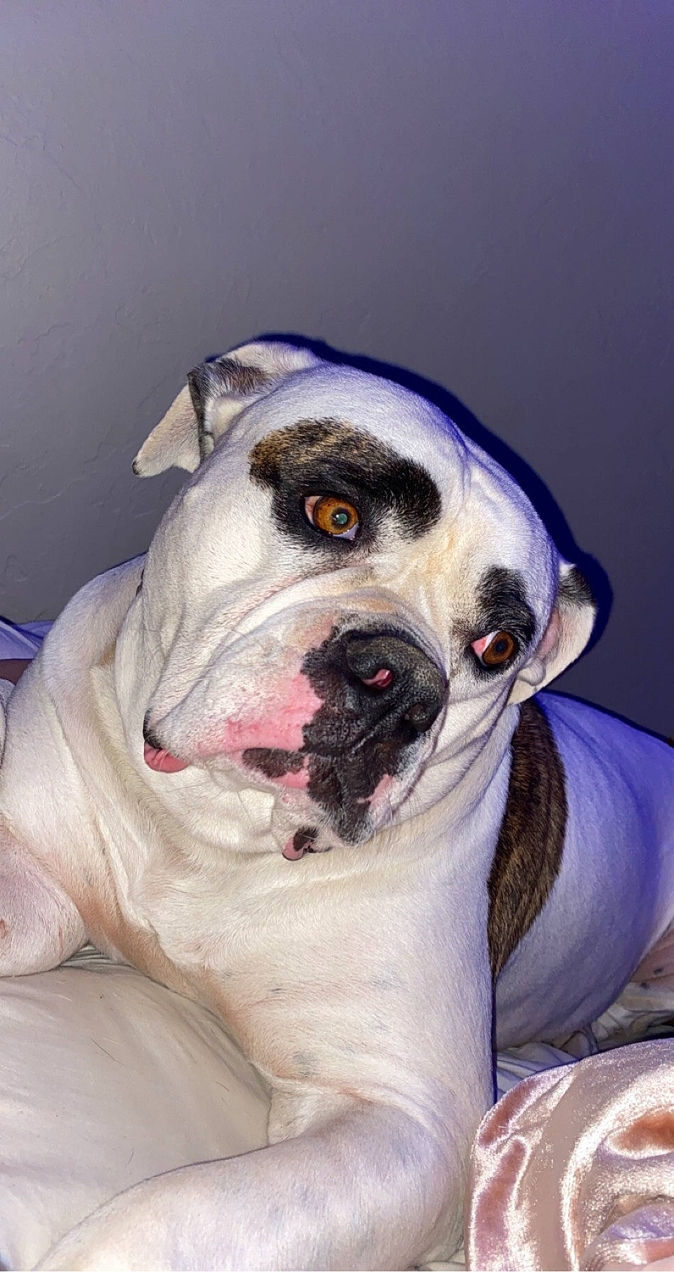 Marley is registered to the contest to win money with this photo: art, canidae, carnivore, comfort, companion_dog, dog, dog_breed, ear, fawn, fur, house, jaw, paint, painting, snout, sporting_group, whiskers, working_animal, working_dog, wrinkle