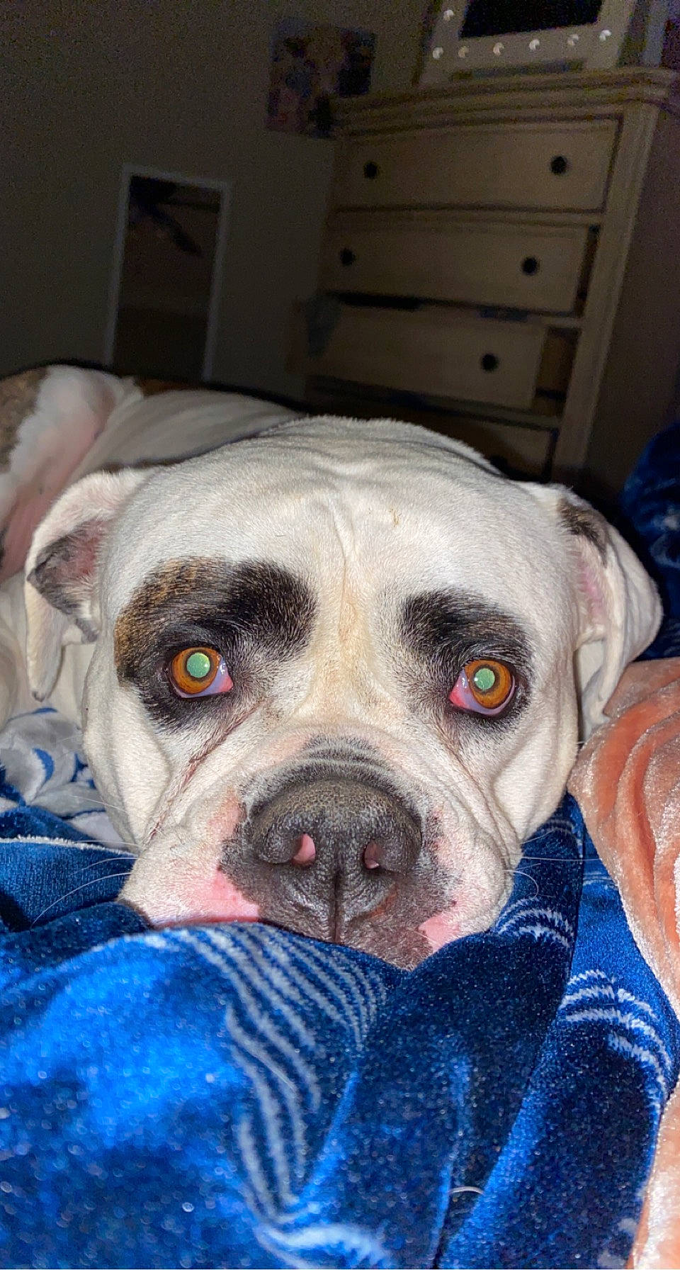 Marley is registered to the contest to win money with this photo: cabinetry, canidae, carnivore, chest, chest_of_drawers, companion_dog, cupboard, dog, dog_breed, dog_supply, drawer, dresser, fawn, pet_supply, snout, sporting_group, terrestrial_animal, whiskers, wood, working_animal