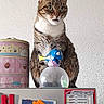 Kallie a rejoint le concours — aidez-le/la à gagner de superbes lots ! cat, tabby_cat, indoor, shelf, decorative_item, fish_figurine, globe, refrigerator, photo, magnet, wall, curious, pet, animal, domestic_cat, wide_eyes, perched, household, kitchen, portrait