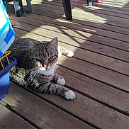 Kallie participe au concours pour gagner de l'argent avec cette photo : cat, tabby_cat, wooden_deck, sunlight, shadow, outdoor, pet, animal, relaxing, paw, feline, toy, childrens_toy, chair, floor, daylight, home, domestic_animal, resting, nature