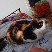 Bouba a rejoint le concours — aidez-le/la à gagner de superbes lots ! cat, calico_cat, bed, blanket, hand, indoor, pet, animal, feline, curious, colorful, fabric, human_hand, resting, domestic, cozy, furniture, room, door, stacked_boxes