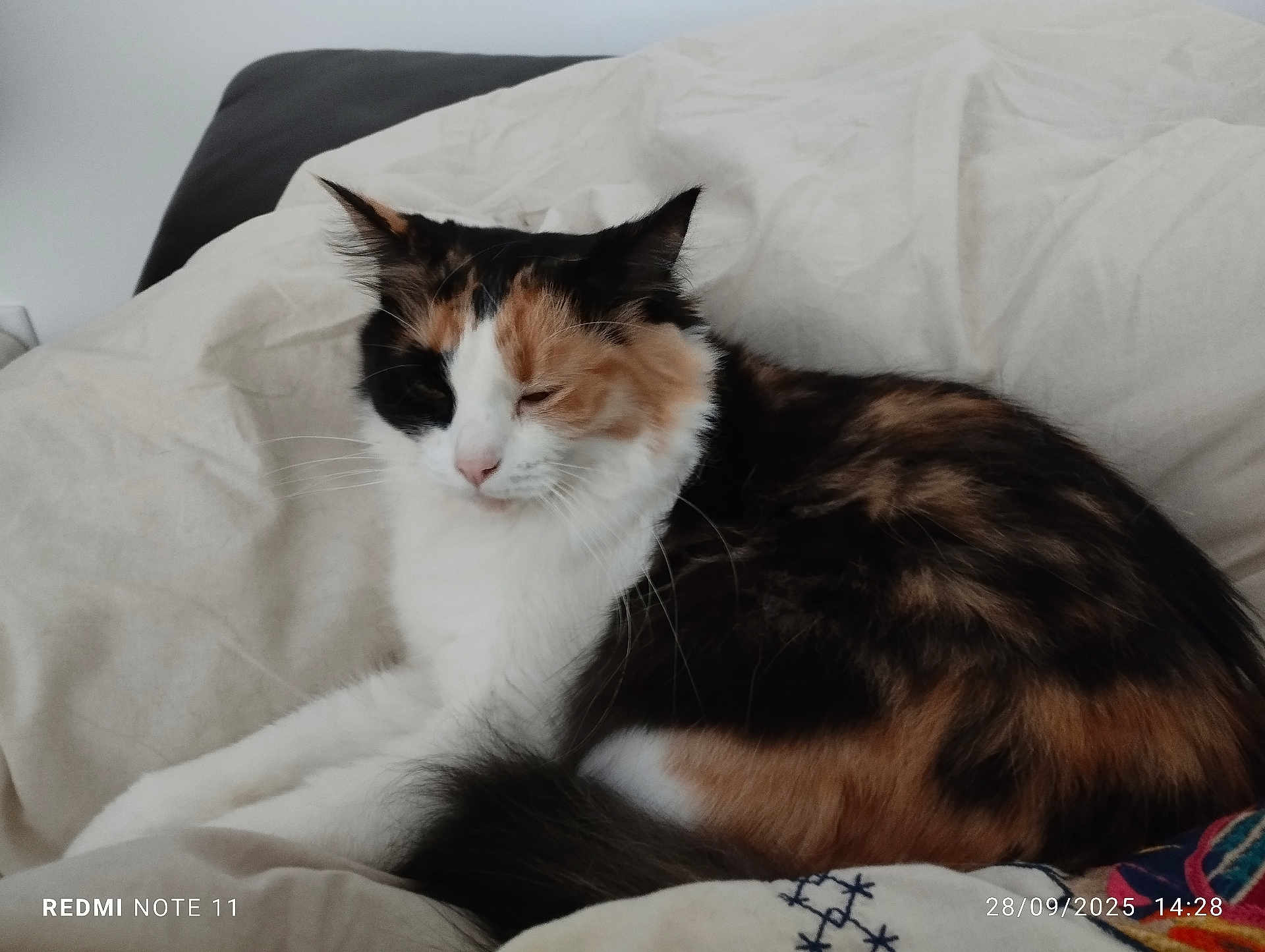 Bouba participe au concours pour gagner de l'argent avec cette photo : cat, calico, sleepy, feline, pet, fur, whiskers, bed, blanket, soft, cozy, resting, indoor, animal, cute, domestic, relaxed, sleep, closeup, portrait
