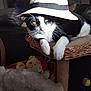 cat, black_and_white, hat, wicker_basket, plush_toy, scratching_post, indoor, pet, fur, whiskers, relaxed, cozy, furniture, television, dim_light, home, animal, cute, resting, domestic