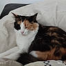 Sissi participe au concours pour gagner de l'argent avec cette photo : animal, bed, blanket, calico_cat, cat, close_up, comfort, cozy, cute, domestic_cat, feline, fur, indoor, pet, relaxation, resting, sleepy, soft_light, tri_color, whiskers