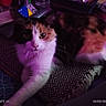 animal, ashtray, calico_cat, cat, cozy, cup, curious, domestic, feline, fur, indoor, medication, patterned_rug, paw, pet, purple_lighting, relaxed, stretching, table, whiskers