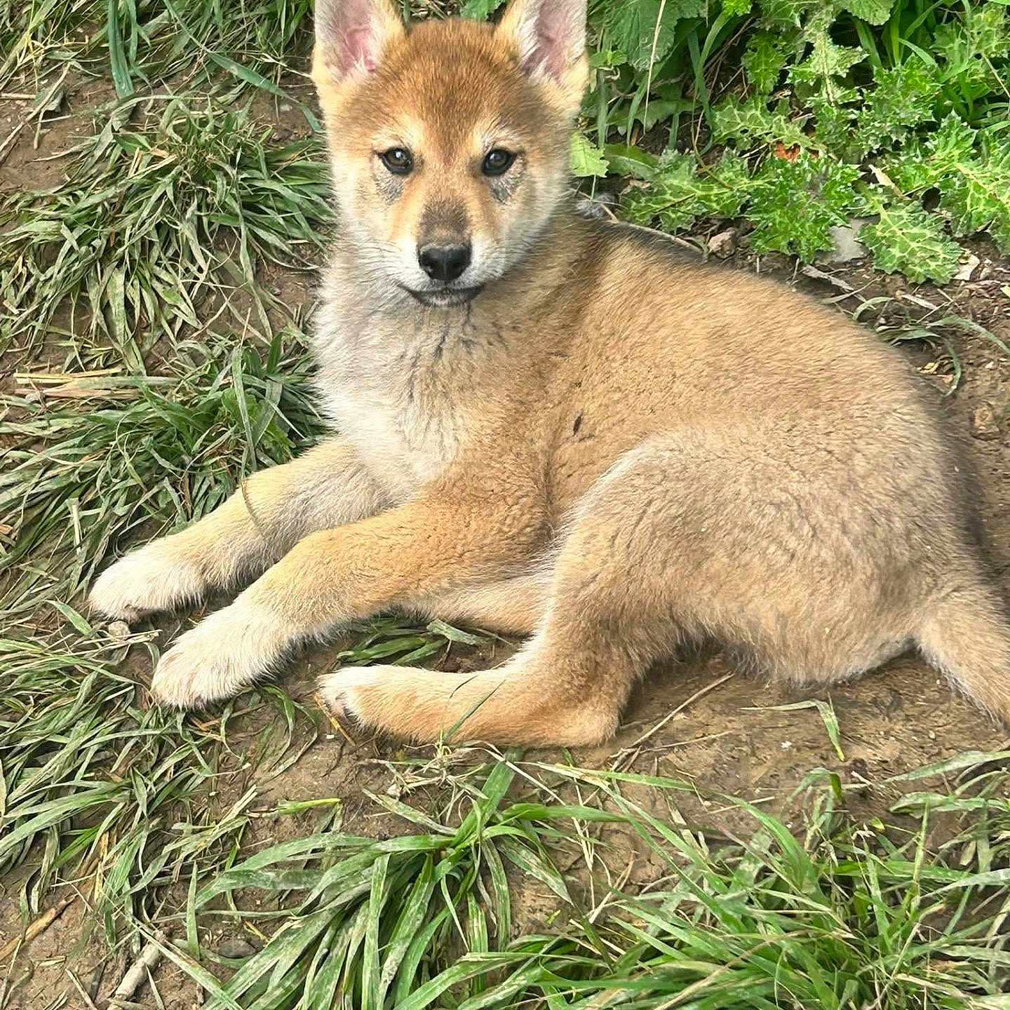 Lupo participe au concours pour gagner de l'argent avec cette photo : puppy, dog, grass, dirt, greenery, outdoor, animal, canine, young, fur, ears, nature, pet, resting, cute, adorable, wildlife, ground, lying_down, eyes