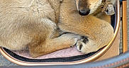 Lupo participe au concours pour gagner de l'argent avec cette photo : animal, brown, canine, closeup, collar, cushion, cute, dog, expression, face, fur, leash, outdoor, pavement, pet, puppy, reflection, resting, seat, stroller