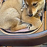 Lupo participe au concours pour gagner de l'argent avec cette photo : puppy, dog, stroller, reflection, face, cushion, fur, animal, pet, leash, outdoor, pavement, closeup, brown, cute, resting, collar, canine, seat, expression