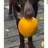 Azura is registered to the contest to win money with this photo: dog, pumpkin, wooden_deck, leaves, outdoor, pet, brown_dog, animal, fall, autumn, holding, mouth, close_up, contest, voting_buttons, text_overlay, website, portrait, standing, canine