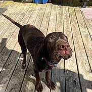 Azura joined the competition — help win amazing prizes! dog, puppy, labrador, chocolate, wooden_deck, outdoor, pet, canine, curious, brown_fur, collar, sunlight, shadow, backyard, close_up, looking_up, animal, young_dog, flooring, nature