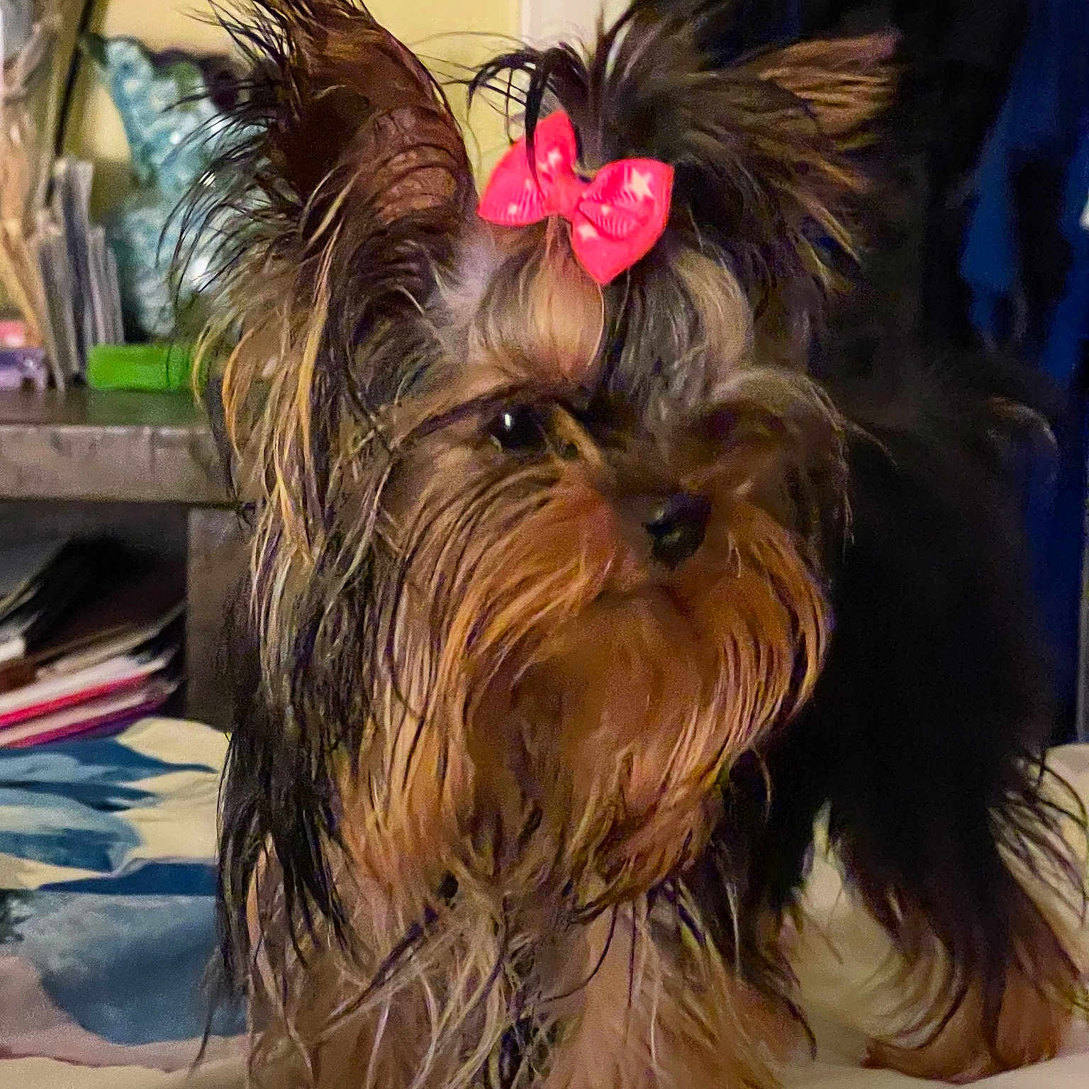 Dottie is registered to the contest to win money with this photo: adorable, alert, animal, bed, bow, canine, companion, cute, dog, domestic_animal, fluffy, fur, furry, household, indoor, mammal, pet, portrait, small_dog, yorkshire_terrier