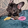 animal, black_dog, blanket, blue_eyes, chew_ring, couch, cute, dog, french_bulldog, indoor, large_ears, lying_down, pet, pillow, portrait, puppy, rope_toy, sitting, toy, wrinkled_face