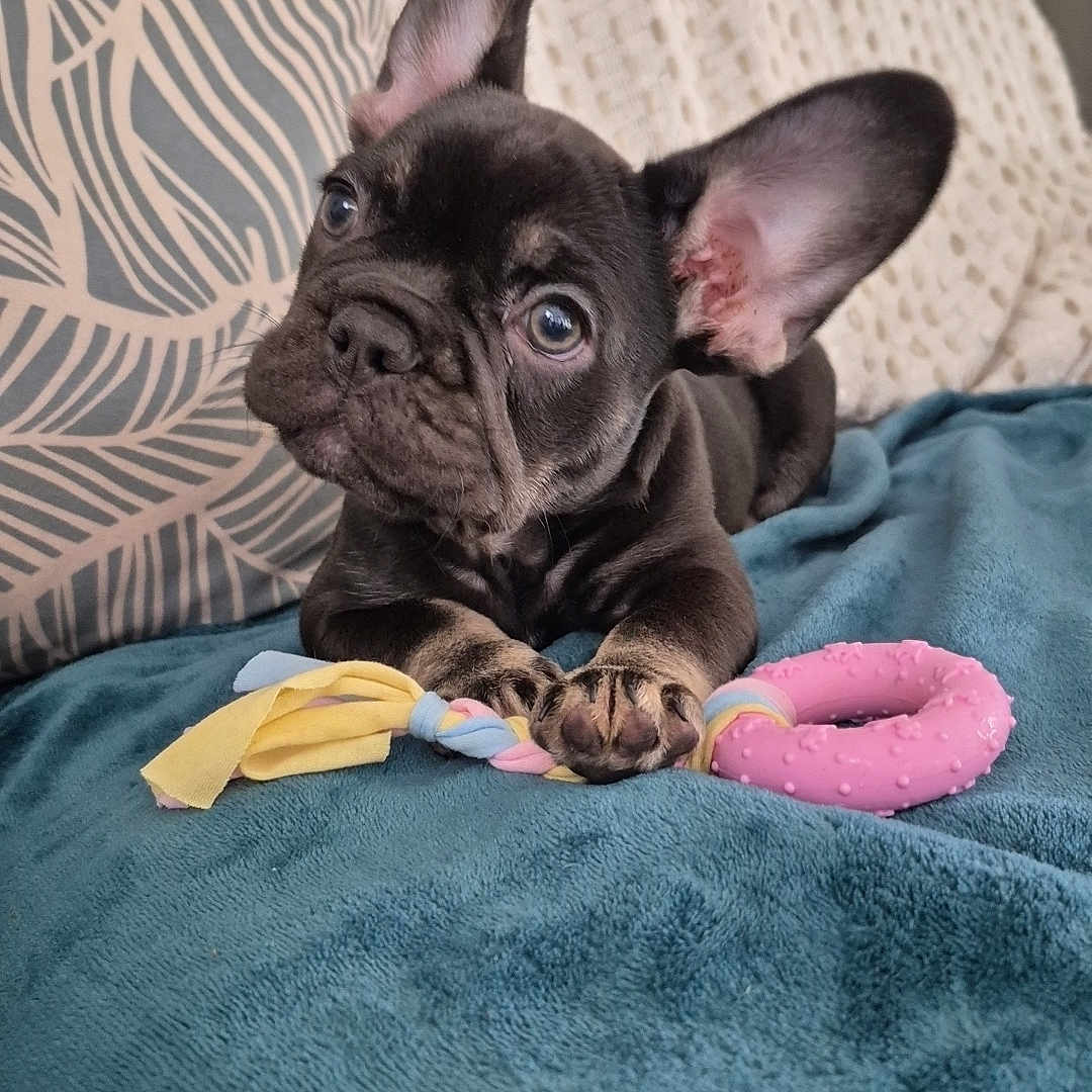 Bahia participe au concours pour gagner de l'argent avec cette photo : animal, black_dog, blanket, blue_eyes, chew_ring, couch, cute, dog, french_bulldog, indoor, large_ears, lying_down, pet, pillow, portrait, puppy, rope_toy, sitting, toy, wrinkled_face