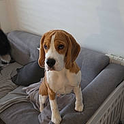 Joy participe au concours pour gagner de l'argent avec cette photo : dog, beagle, puppy, couch, indoor, pet, animal, brown, white, ears, furniture, blanket, baby_gate, carpet, curious, looking, standing, cozy, domestic, living_room