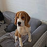 dog, beagle, puppy, couch, indoor, pet, animal, brown, white, ears, furniture, blanket, baby_gate, carpet, curious, looking, standing, cozy, domestic, living_room