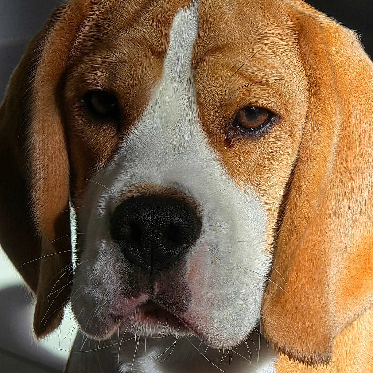 Joy a rejoint le concours — aidez-le/la à gagner de superbes lots ! dog, beagle, close_up, portrait, brown_fur, white_fur, black_nose, ears, animal, pet, canine, face, whiskers, fur_texture, indoor, natural_light, looking, muzzle, expression, background_blur