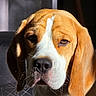 Joy a rejoint le concours — aidez-le/la à gagner de superbes lots ! dog, beagle, pet, animal, close_up, portrait, ears, face, expression, fur, whiskers, indoor, shadow, sunlight, brown, white, cute, mammal, domestic_animal, companion