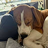 dog, sleeping, beagle, curled_up, pillow, blanket, indoor, resting, cozy, fur, window, natural_light, pet, close_up, relaxing, animal, cute, calm, home, soft