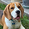 Joy participe au concours pour gagner de l'argent avec cette photo : beagle, dog, pet, grass, outdoor, collar, tag, tongue_out, brown, white, black, ears, face, nose, animal, laying, garden, plant, pot, happy