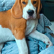 Joy participe au concours pour gagner de l'argent avec cette photo : animal, beagle, blanket, brown, canine, closeup, cute, dog, ears, face, fur, indoor, paw, pet, puppy, quilted, relaxed, resting, snout, white