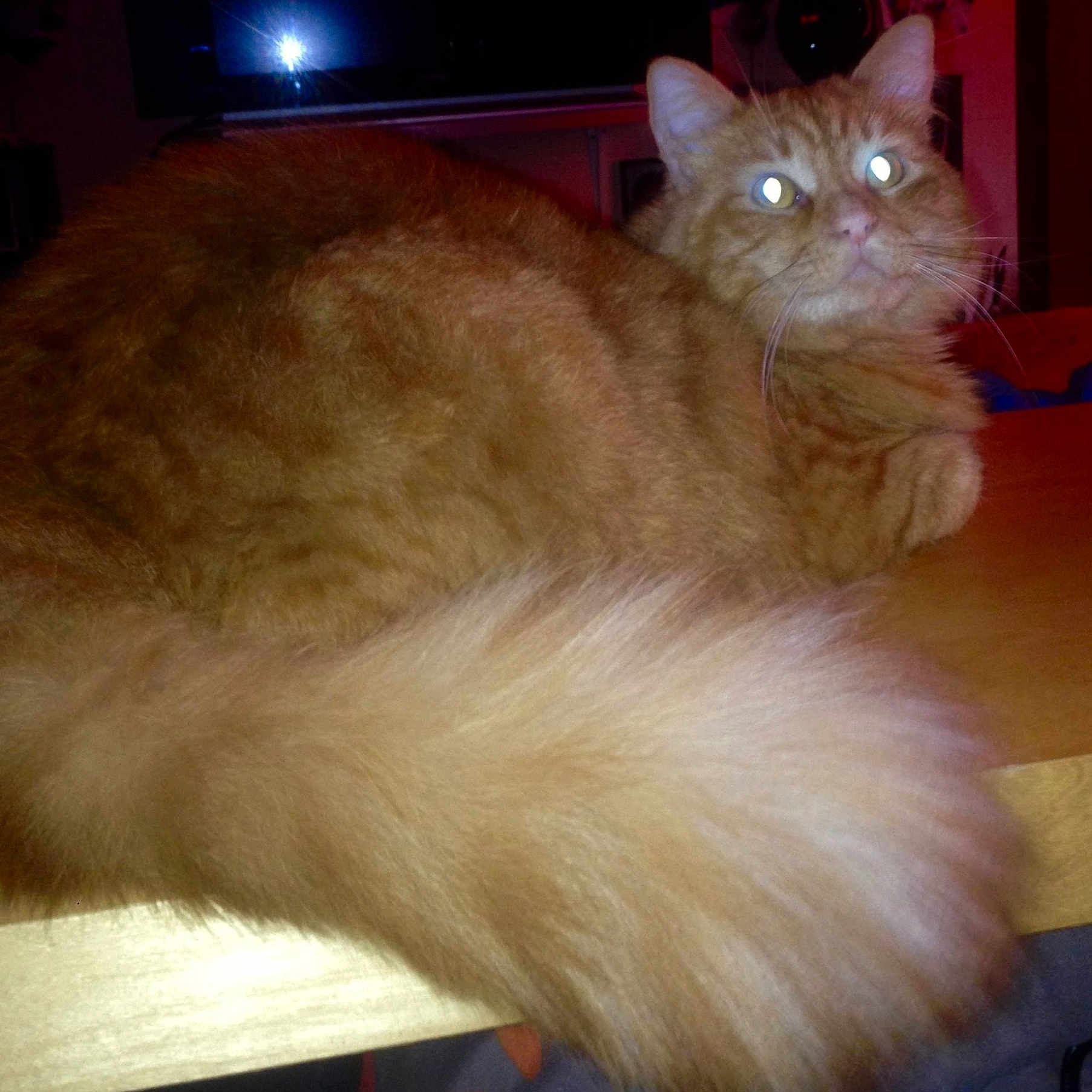 Caramel a rejoint le concours — aidez-le/la à gagner de superbes lots ! animal, cat, close_up, cute, domestic_cat, eyes, feline, flash_reflection, fluffy_tail, fur, indoor, indoor_lighting, lying_down, orange_cat, pet, reflection, relaxed, tail, whiskers, wooden_surface