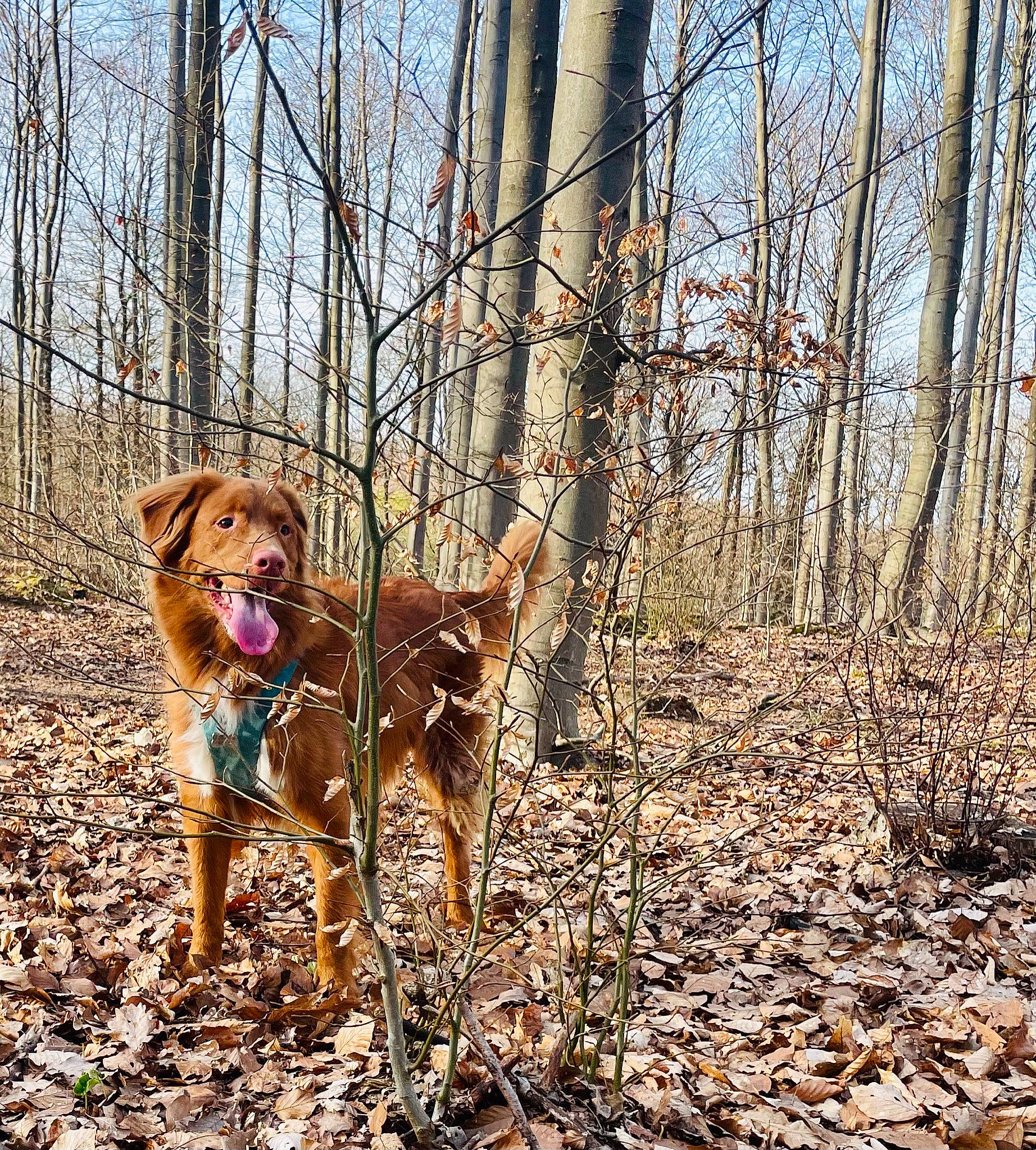 Ulysse participe au concours pour gagner de l'argent avec cette photo : canidae, carnivore, companion_dog, deciduous, dog, dog_breed, fawn, forest, liver, natural_landscape, northern_hardwood_forest, plant, sky, sporting_group, tail, tree, trunk, twig, wood, woodland