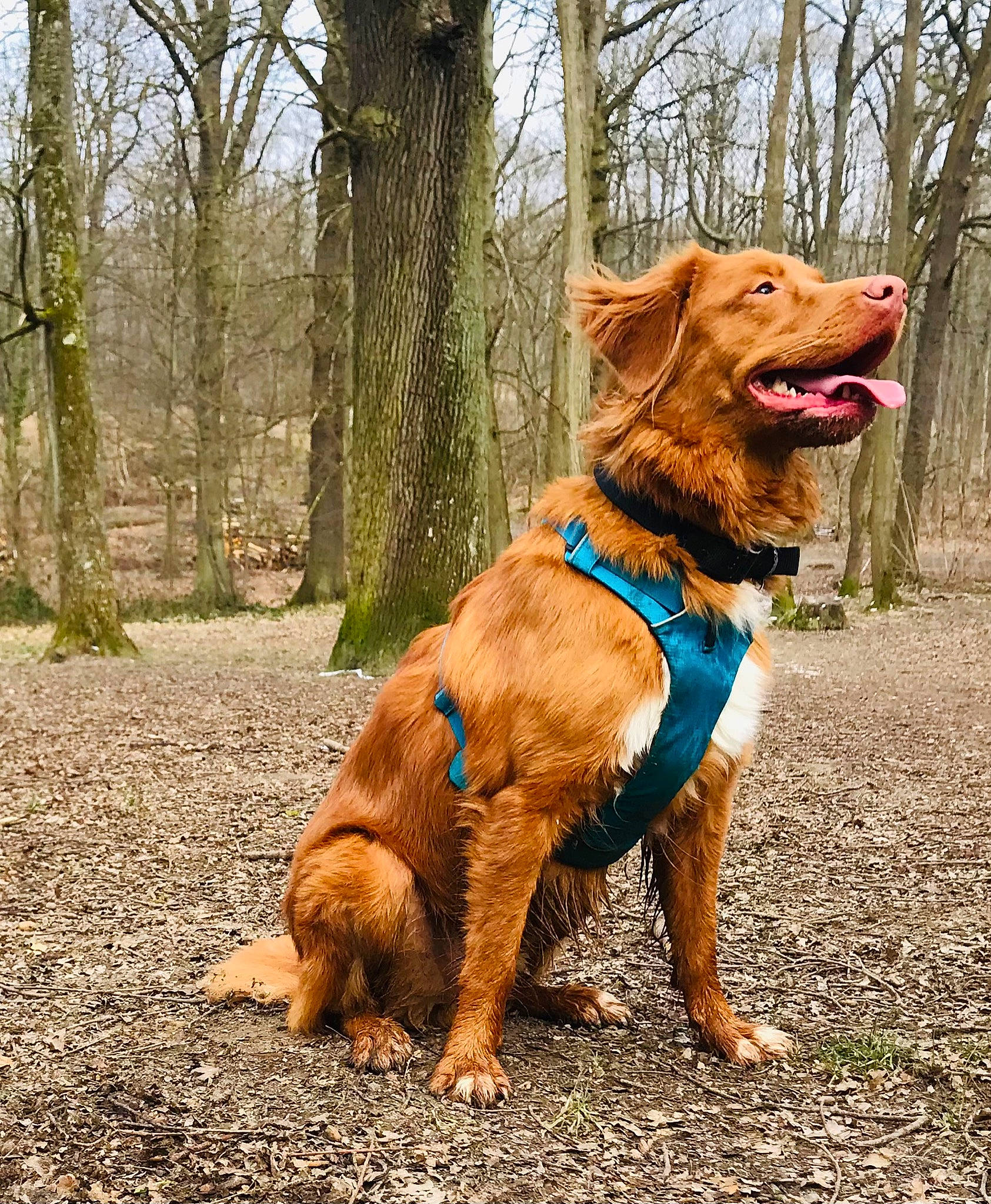 Ulysse a rejoint le concours — aidez-le/la à gagner de superbes lots ! ball, canidae, carnivore, collar, companion_dog, dog, dog_breed, dog_collar, dog_supply, fashion_accessory, fawn, leash, liver, plant, retriever, sky, snout, tail, tree, working_animal