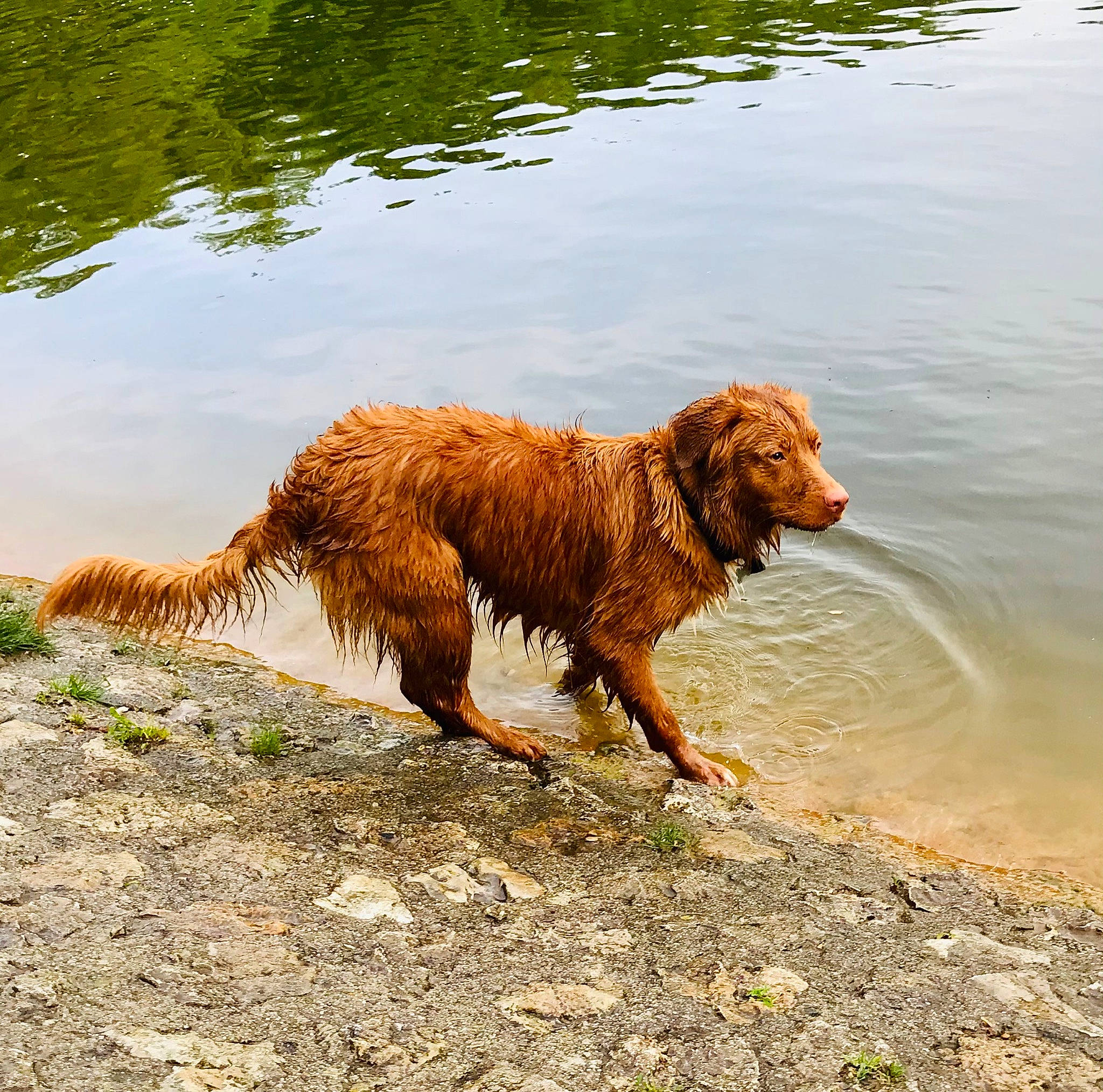 Ulysse a rejoint le concours — aidez-le/la à gagner de superbes lots ! canidae, carnivore, companion_dog, dog, dog_breed, fawn, guard_dog, gun_dog, hunting_dog, lake, liver, retriever, sporting_group, street_dog, tail, terrestrial_animal, water, water_dog, working_animal, working_dog