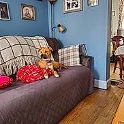 Rolo is registered to the contest to win money with this photo: building, comfort, couch, dog, floor, flooring, furniture, house, interior_design, lamp, lighting, living_room, picture_frame, pillow, real_estate, sofa_bed, studio_couch, table, toy, wood