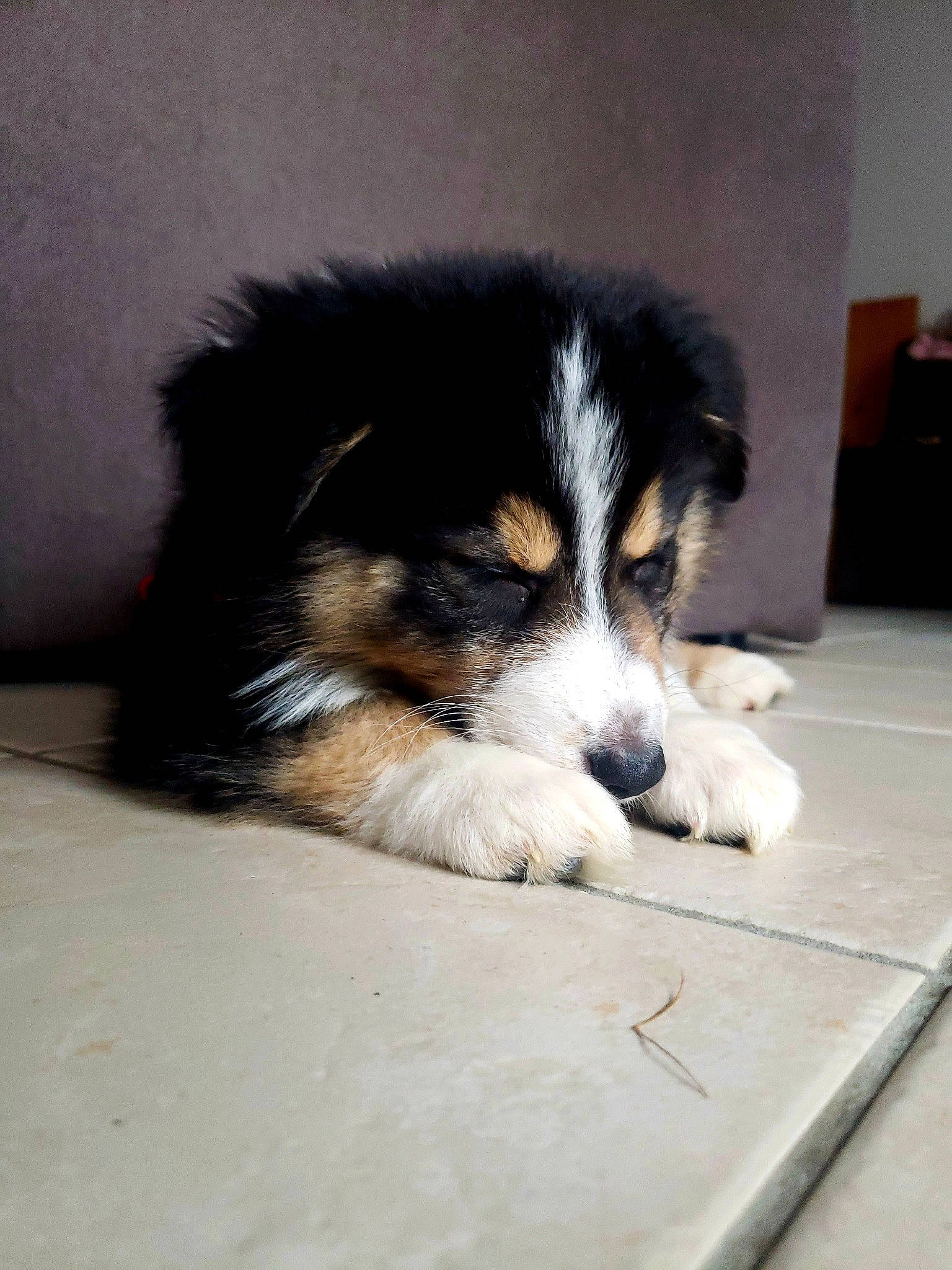 Bao a rejoint le concours — aidez-le/la à gagner de superbes lots ! canidae, carnivore, companion_dog, dog, dog_breed, fur, herding_dog, paw, snout, sporting_group, terrestrial_animal, toy_dog, whiskers, working_dog