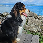 Bao a rejoint le concours — aidez-le/la à gagner de superbes lots ! animal, calm, clouds, daytime, dog, fur, happy, lake, landscape, nature, outdoor, pet, rocks, scenic, side_view, sitting, sky, tongue, water, wooden_dock