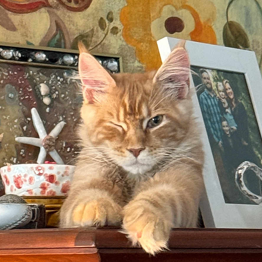 Dan is registered to the contest to win money with this photo: adult, animal, cat, closet, cupboard, face, female, furniture, hardwood, head, kitten, male, man, manx, person, pet, plywood, table, woman, wood