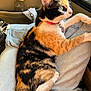 Maru joined the competition — help win amazing prizes! animal, calico, car, car_interior, cat, closeup, collar, denim, domestic, fur, green_eyes, jeans, lap, pet, relaxing, shoe, side_view, sunlight, tag, tail