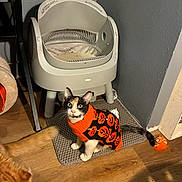 Maru joined the competition — help win amazing prizes! cat, calico_cat, dog, orange_dog, sweater, pumpkin_pattern, litter_box, floor_mat, wooden_floor, indoor, pet, animal, curious, sitting, looking_up, toy, wall, cozy, home, pet_clothing