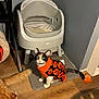 cat, calico_cat, dog, orange_dog, sweater, pumpkin_pattern, litter_box, floor_mat, wooden_floor, indoor, pet, animal, curious, sitting, looking_up, toy, wall, cozy, home, pet_clothing