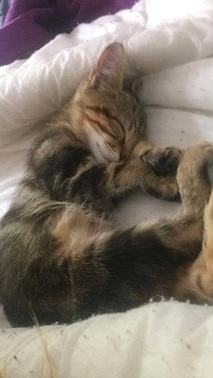 Moustache a rejoint le concours — aidez-le/la à gagner de superbes lots ! carnivore, cat, comfort, domestic_short_haired_cat, dragon_li, ear, european_shorthair, felidae, fur, kitten, maine_coon, nap, norwegian_forest_cat, oriental_longhair, paw, sleep, small_to_medium_sized_cats, tabby_cat, tail, whiskers