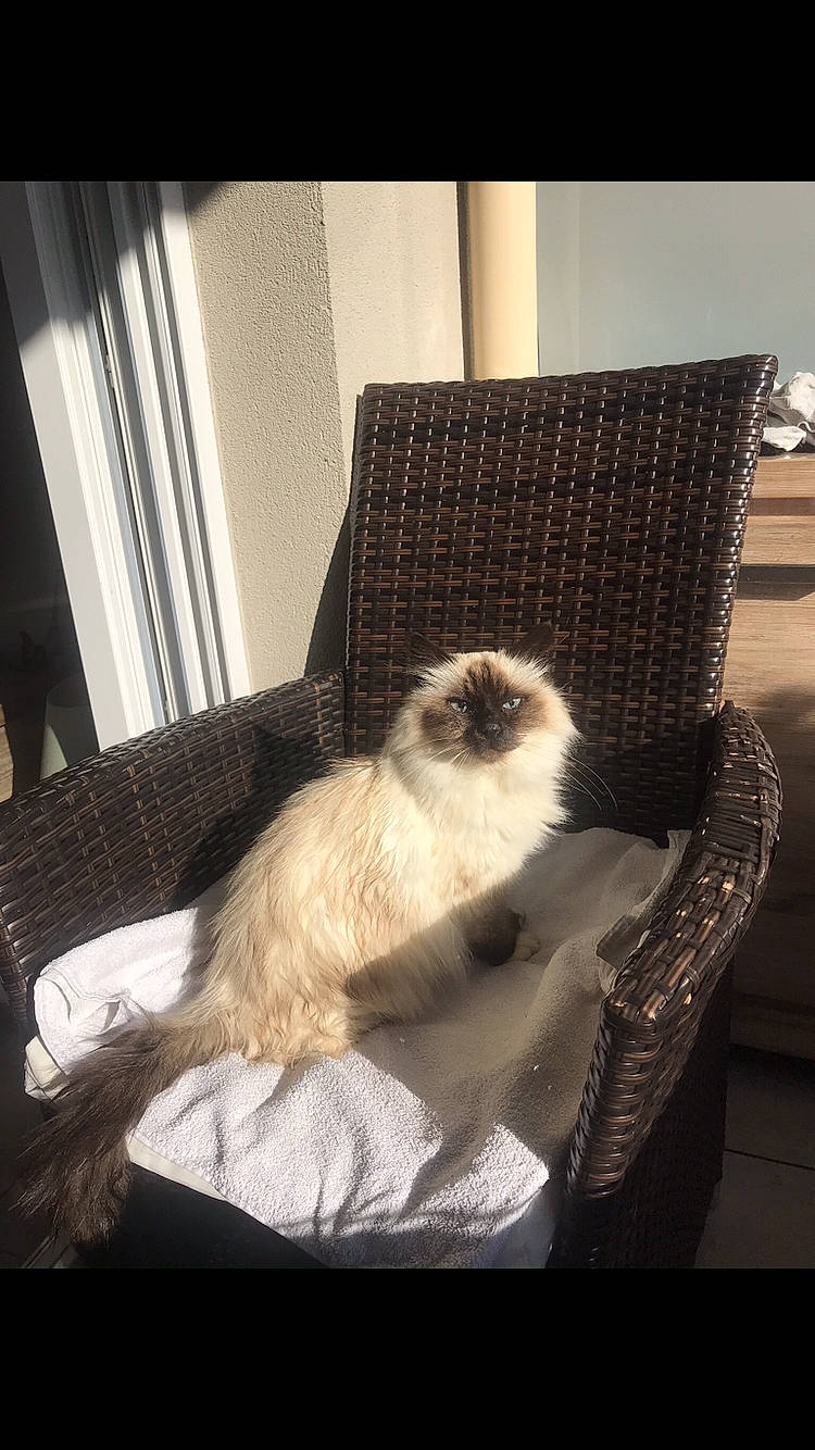 Kekette participe au concours pour gagner de l'argent avec cette photo : balinese, birman, carnivore, cat, fawn, felidae, fur, himalayan, kitten, mammal, ragdoll, small_to_medium_sized_cats, tonkinese, whiskers