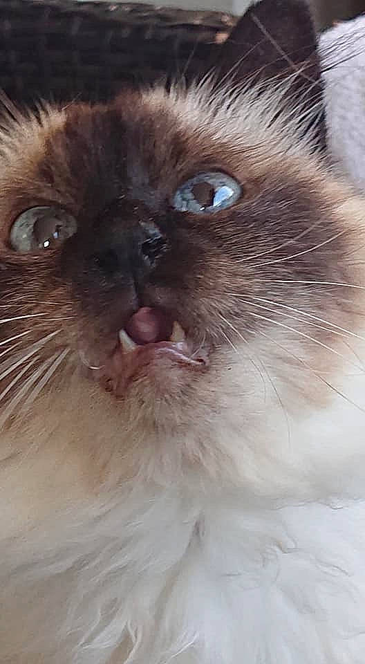 Darling a rejoint le concours — aidez-le/la à gagner de superbes lots ! balinese, birman, carnivore, cat, close_up, eye, felidae, fur, himalayan, iris, mammal, nose, organ, ragdoll, siamese, small_to_medium_sized_cats, snout, thai, vertebrate, whiskers