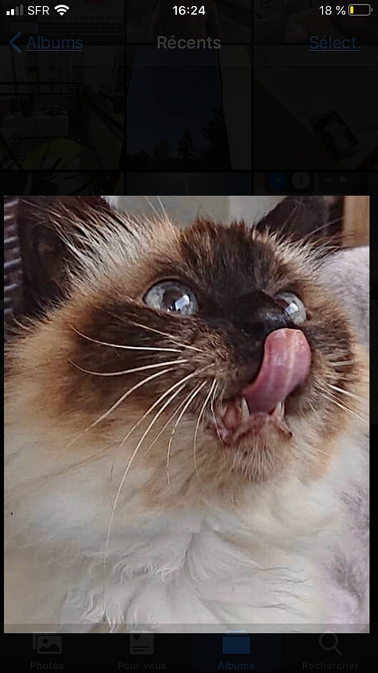 Darling a rejoint le concours — aidez-le/la à gagner de superbes lots ! birman, carnivore, cat, close_up, eye, facial_expression, felidae, himalayan, iris, mammal, mouth, nose, organ, photography, ragdoll, siamese, small_to_medium_sized_cats, snapshot, snout, whiskers