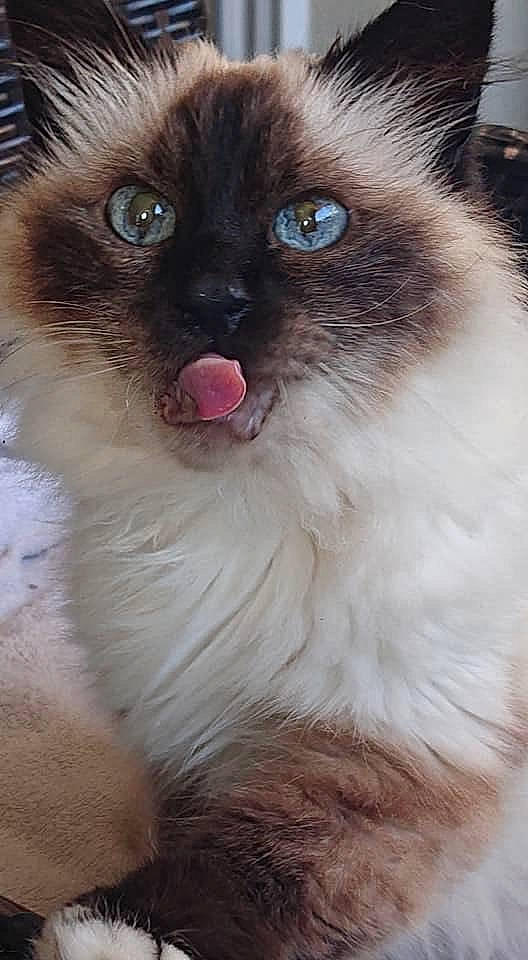 Darling a rejoint le concours — aidez-le/la à gagner de superbes lots ! balinese, birman, carnivore, cat, close_up, domestic_long_haired_cat, eye, felidae, himalayan, iris, mammal, nose, organ, ragdoll, siamese, small_to_medium_sized_cats, snout, thai, vertebrate, whiskers